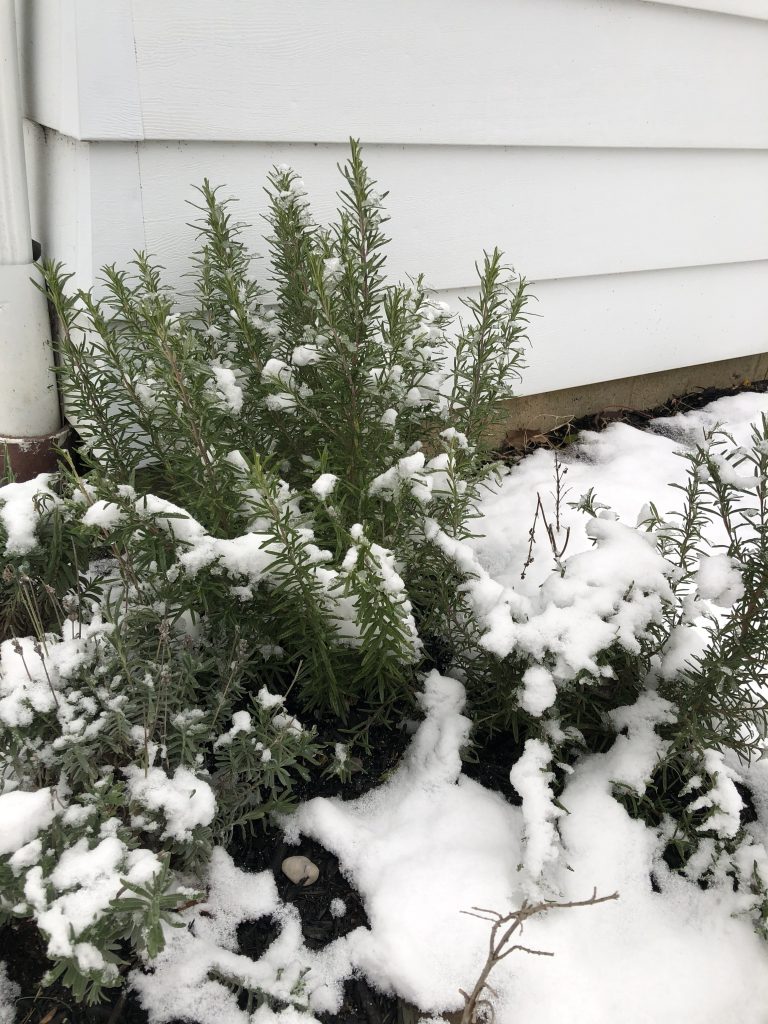 Snowy Rosemary and Lavender