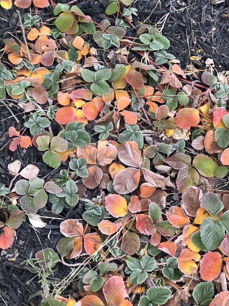 Frosty Strawberry Plants
