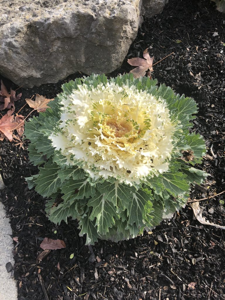 Ornamental Kale are Winter Hardy in Zone 6