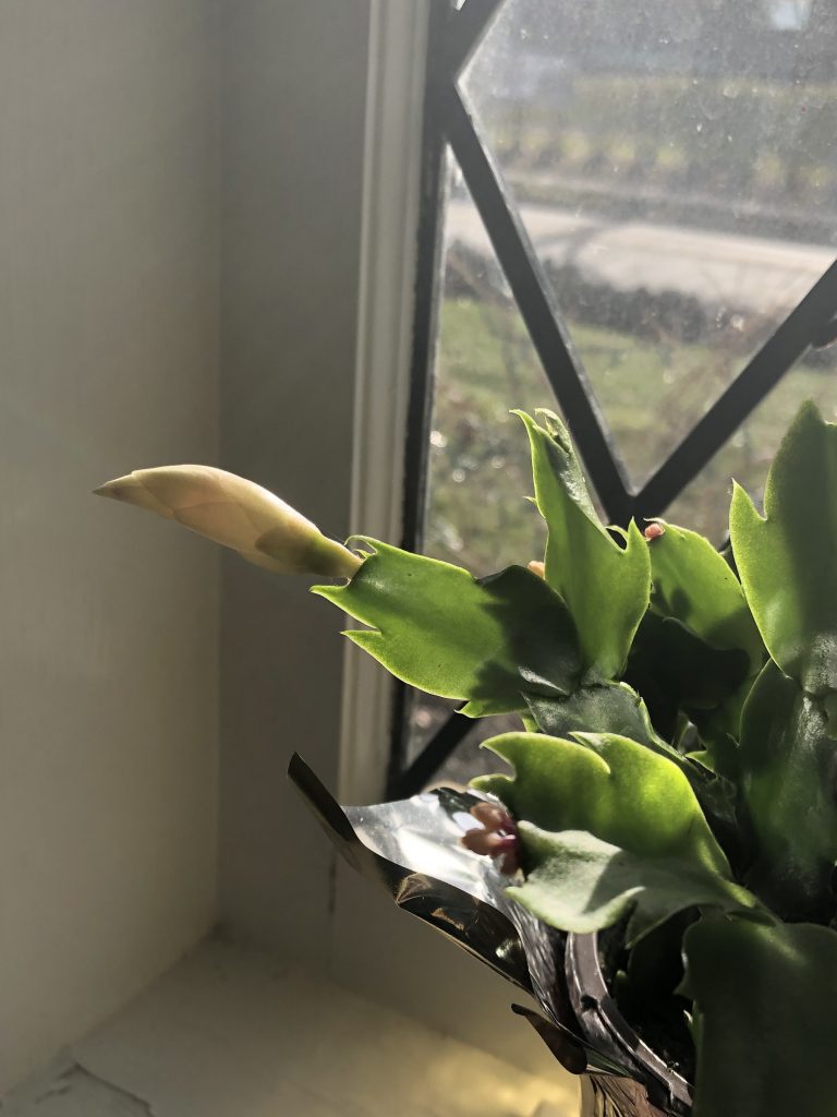 Waiting for the Holiday Cactus to Bloom