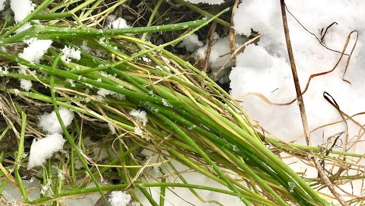 Winter Garden Recipe