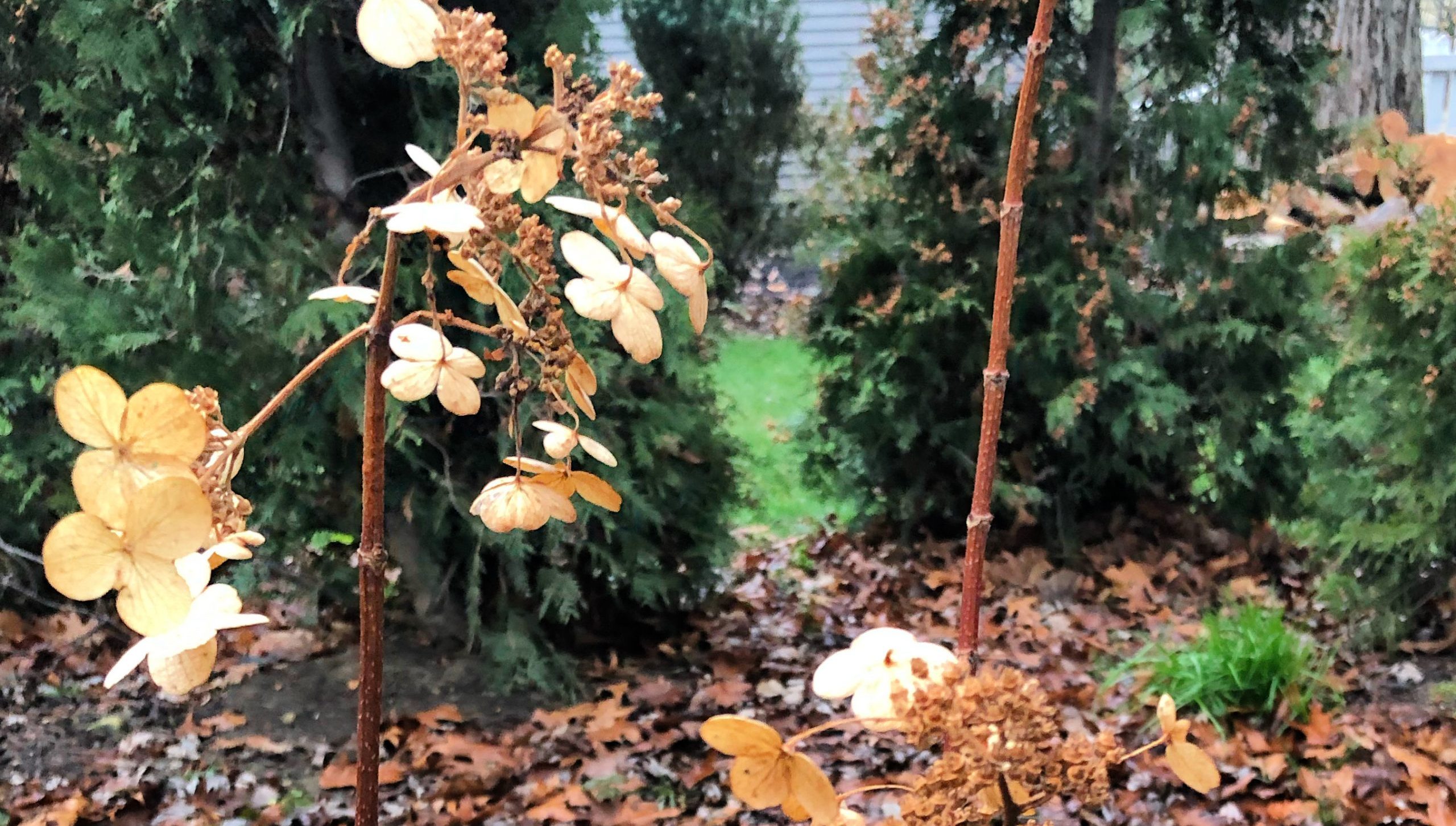 Winter Interest in the Garden